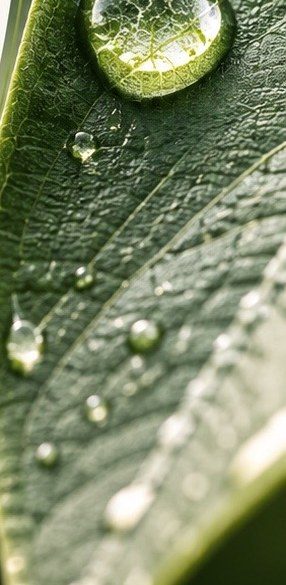 Gota de agua sobre una hoja: el tamaño de gota define la cobertura y la retención en la pulverización