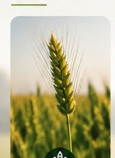 Cultivo de trigo: la nutrición foliar acompaña etapas críticas del cereal