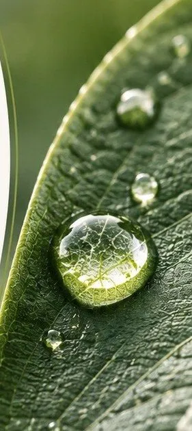 Gota de agua sobre una hoja, representando la absorción y cobertura foliar